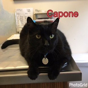 Capone