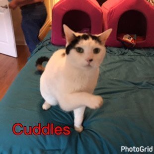 Cuddles