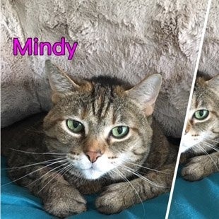 Mindy