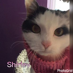 Shirley