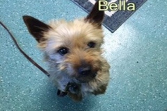 Bella