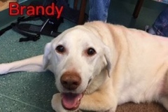 Brandy