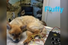 Fluffy