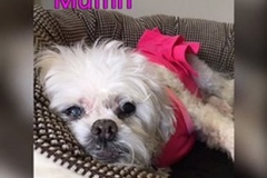 Muffin