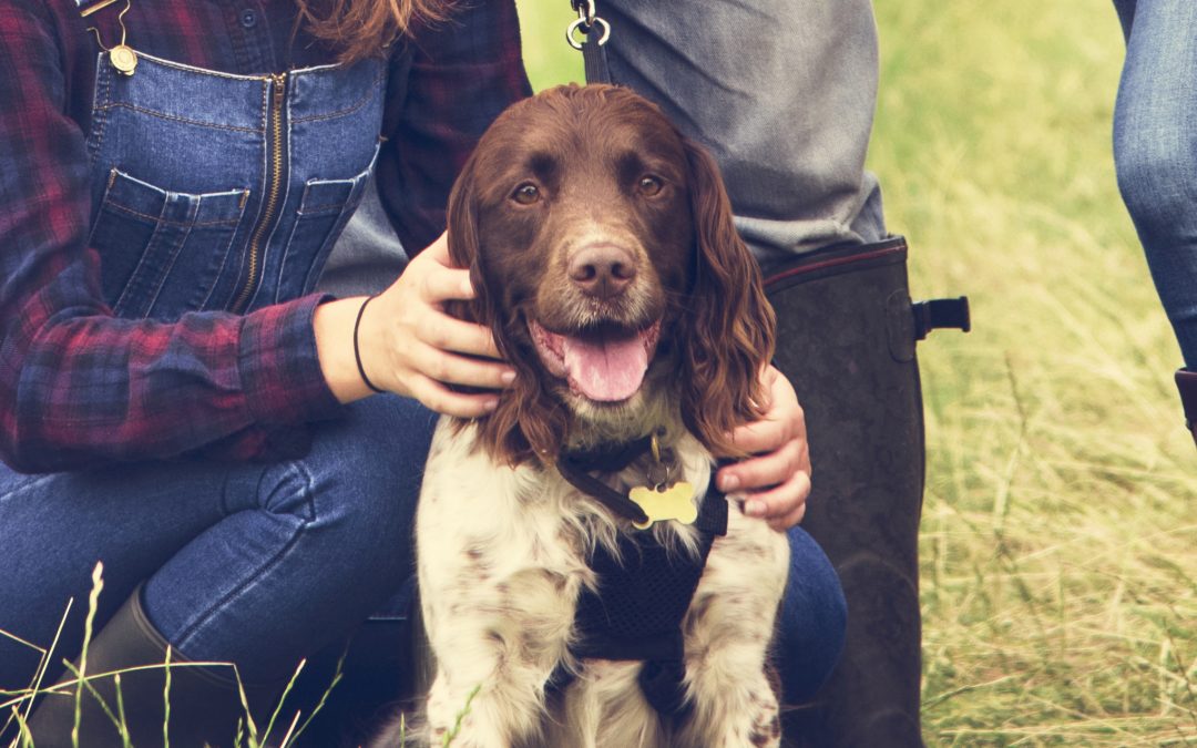 Gold Bead Implantations in Veterinary Acupuncture